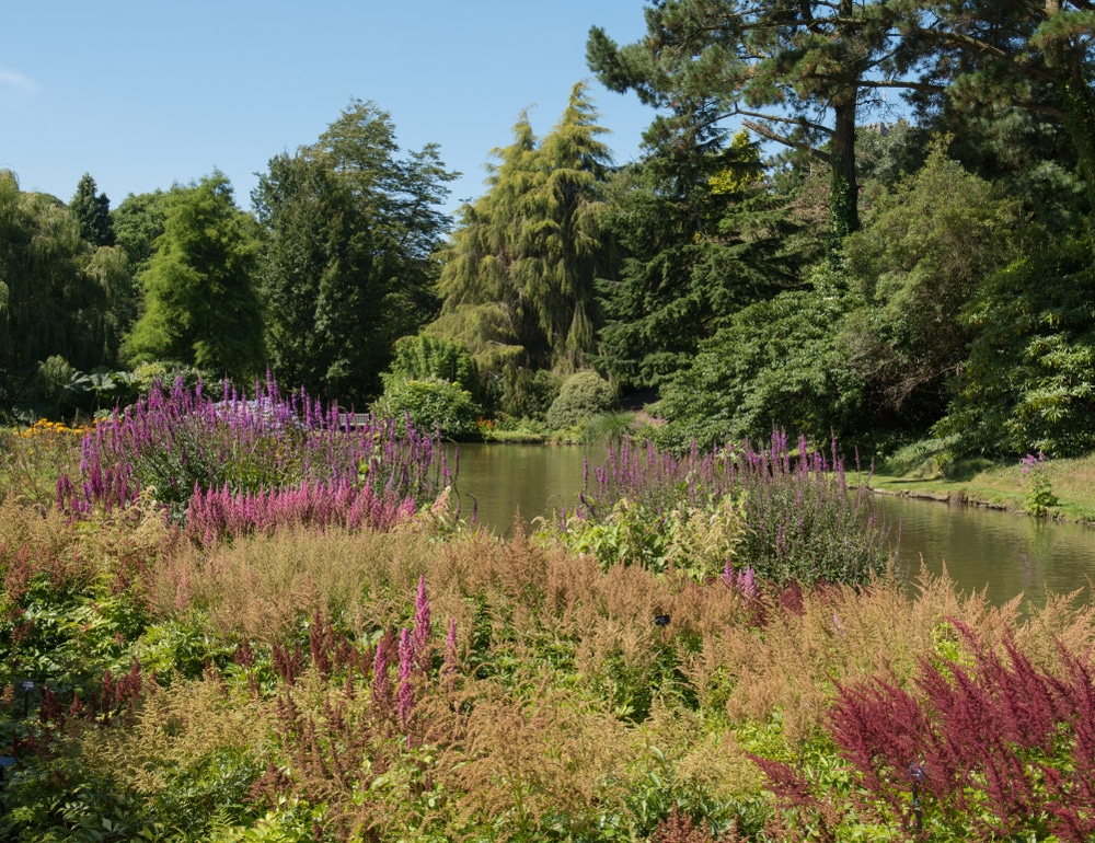Astilbe growing naturally next to a lake