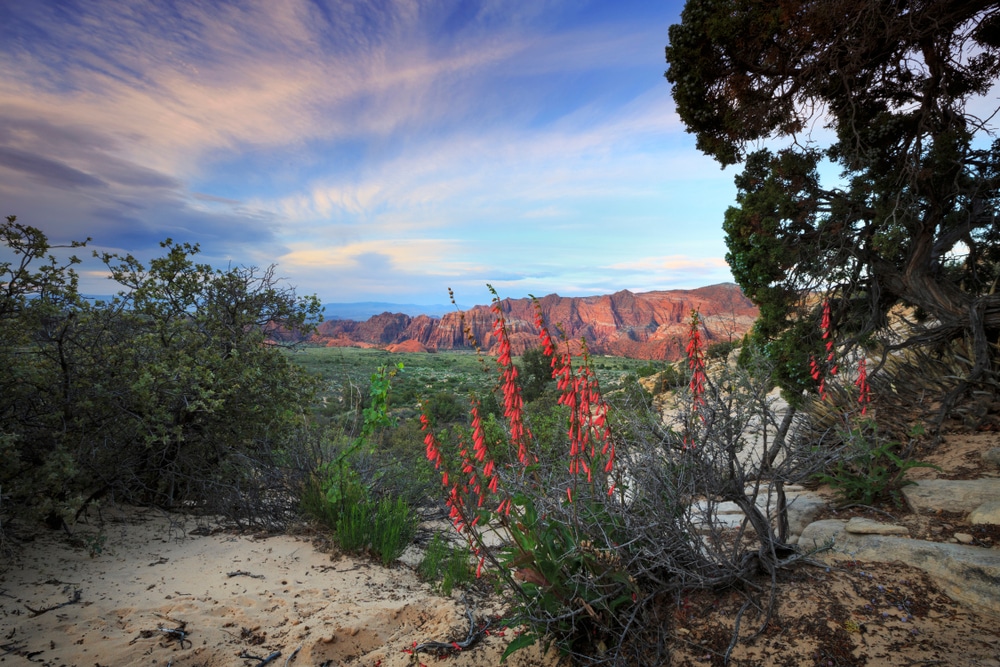 Spring red penstemon, growing in Utah