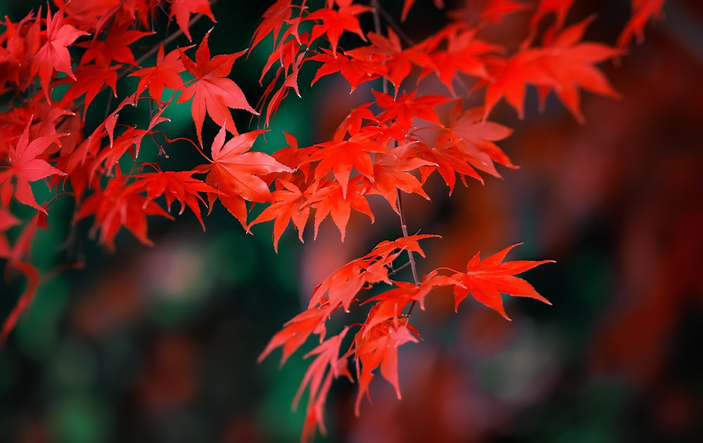 Red Japanese maple leaves with a vivid red colour