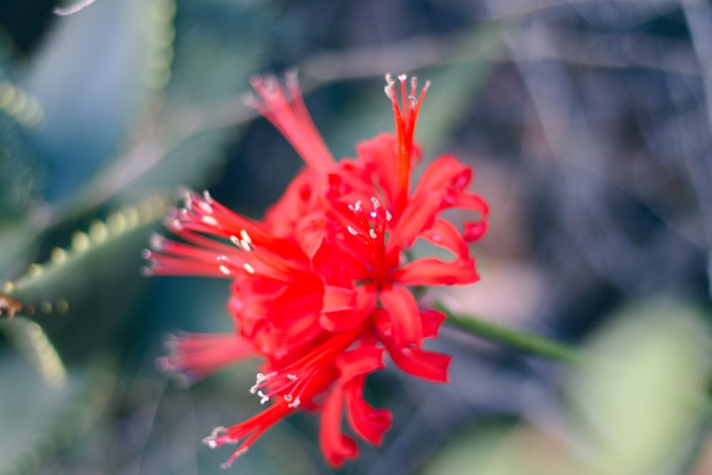 crimson red Nerine sarniensis flower