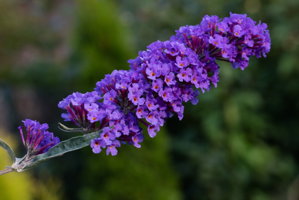 Nanho blue butterfly bush in close focus