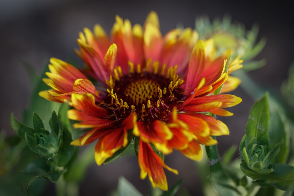 Chrysanthemum Care & Growing Tips Horticulture.co.uk