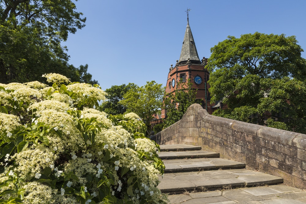 Climbing Hydrangea on a Bridge with a church in the background