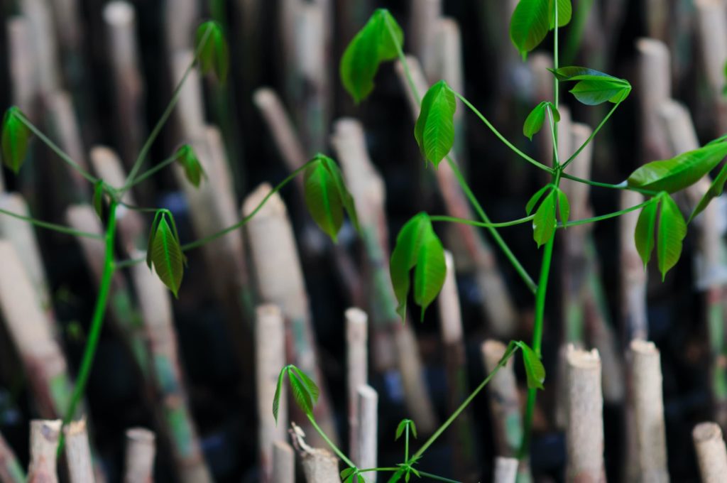 Chip Budding: How To Propagate Plants | Horticulture.co.uk