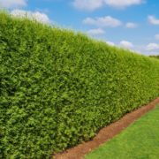 tall garden hedge with lawn