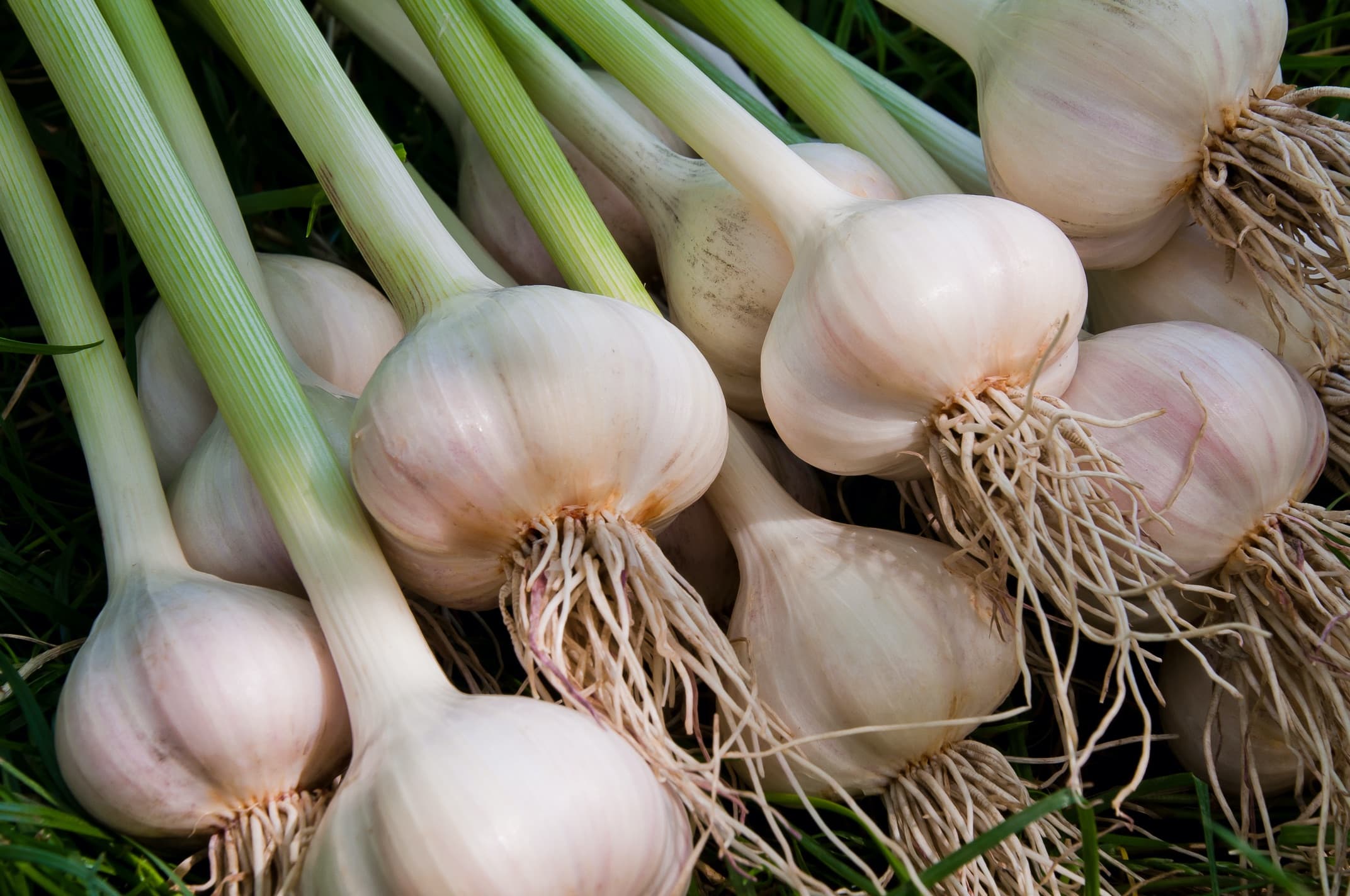How To Grow Garlic Plant Care Tips Horticulture co uk