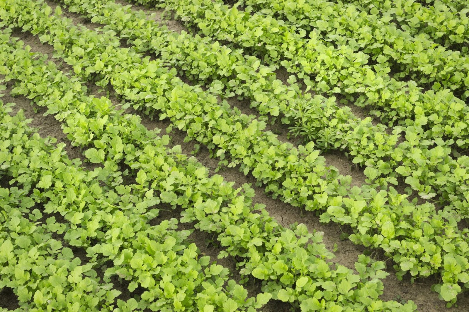 What Is Green Manure Everything You Need To Know GroCycle 48 OFF
