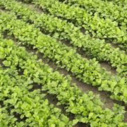 field full of green manures