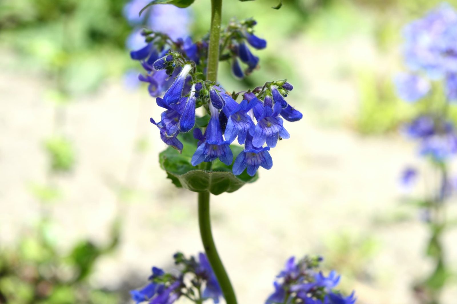 close up of purple Penstemon heterophyllus flowers