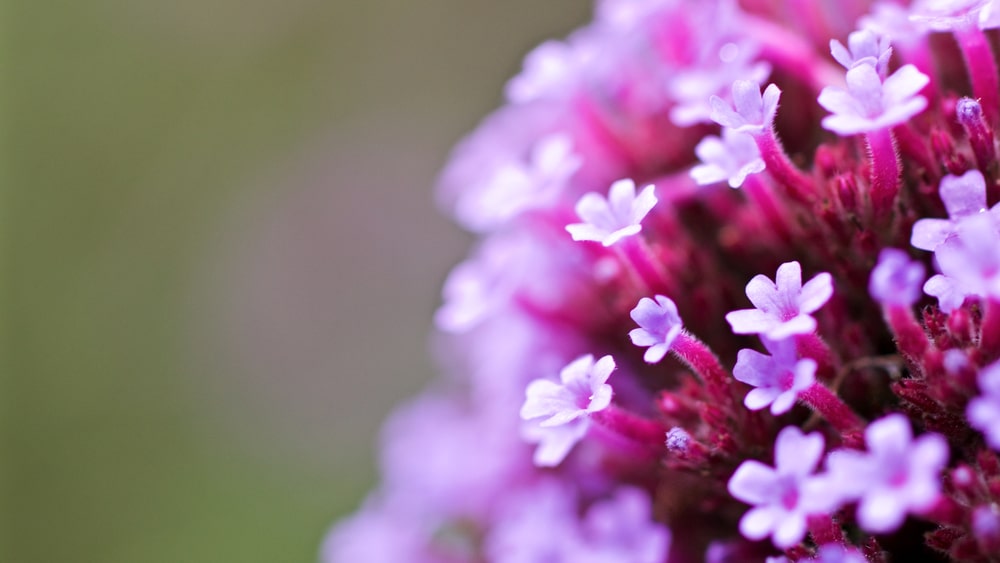 the square shaped leaves of verbena bonariensis plant