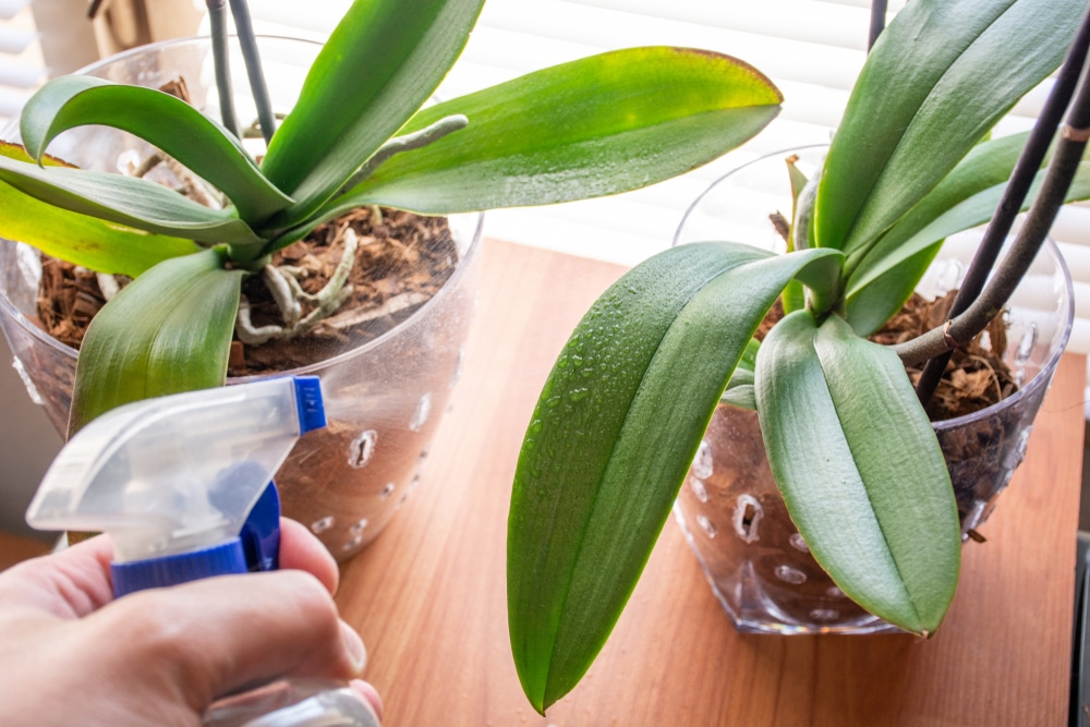 Misting an indoor plant with a water sprayer