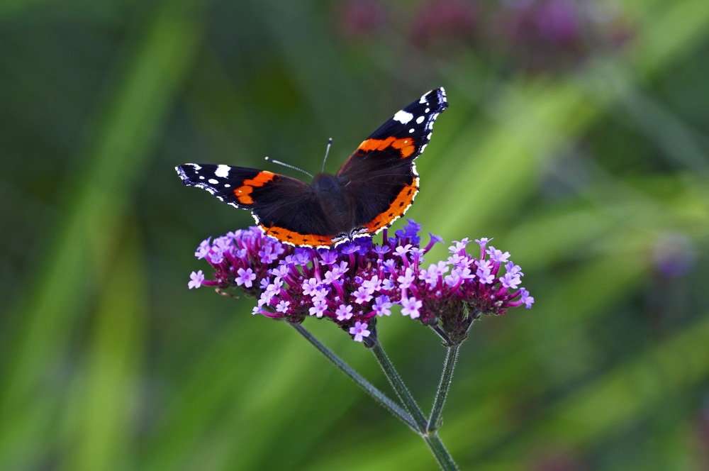 a stunning multi-coloured butterly sat on Verbena bonariensis plant