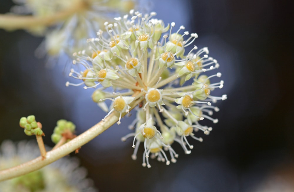 Strong, exotic blooms of the fatsia japonica plant