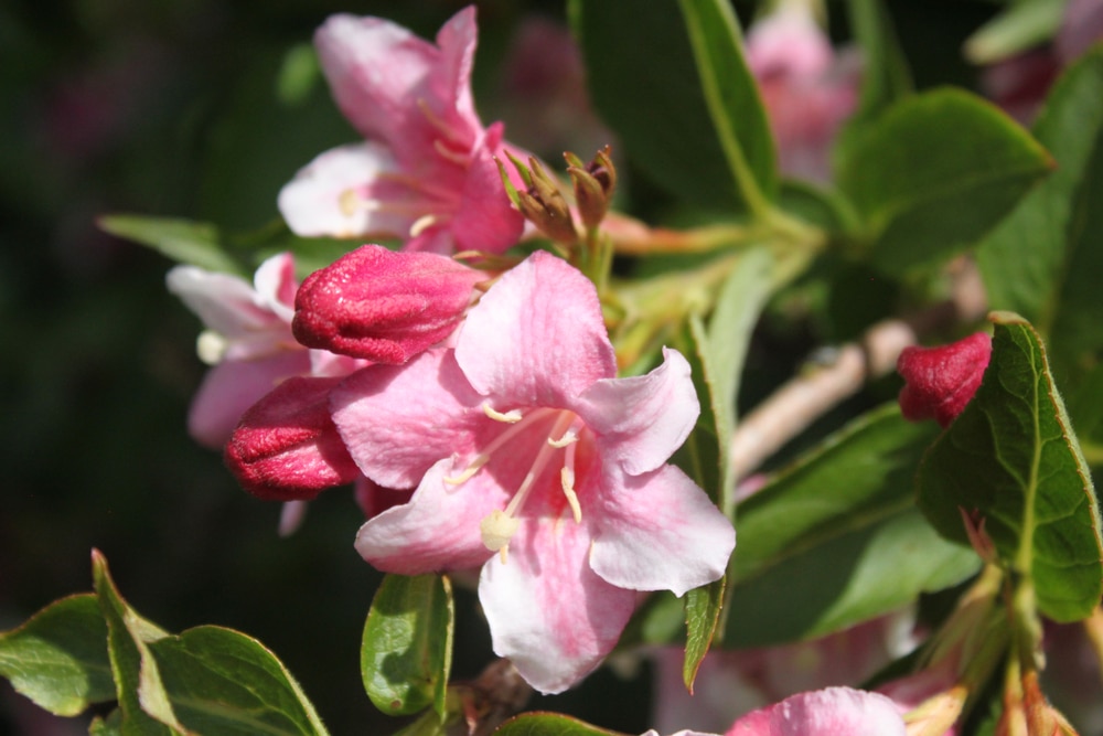 Weigela plant growing in the garden