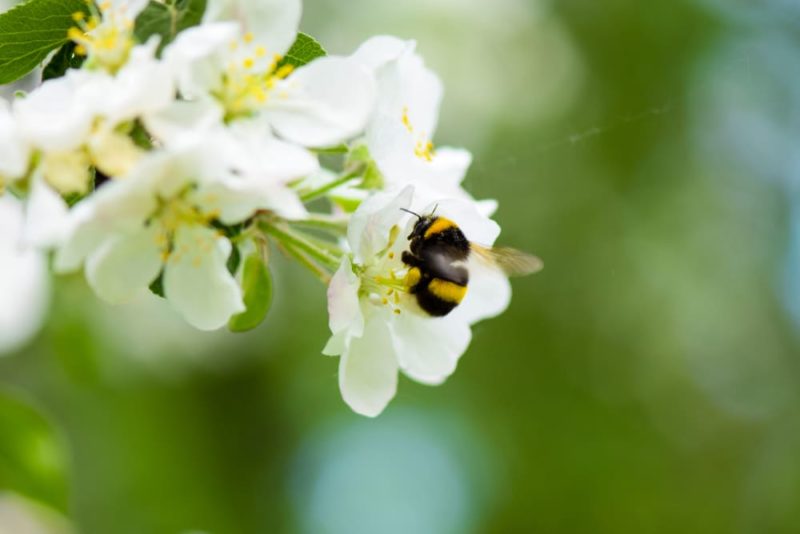14 Best Flowers, Trees & Herbs For Bees Horticulture.co.uk
