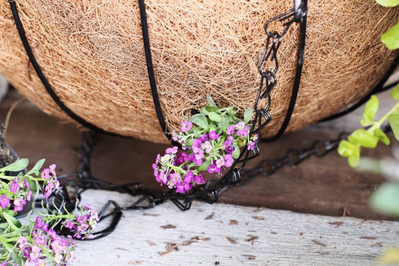 27 Best Plants To Use In Hanging Baskets Horticulture.co.uk