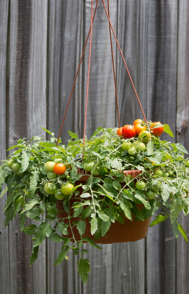 tomatoes hanging next to a garden fence