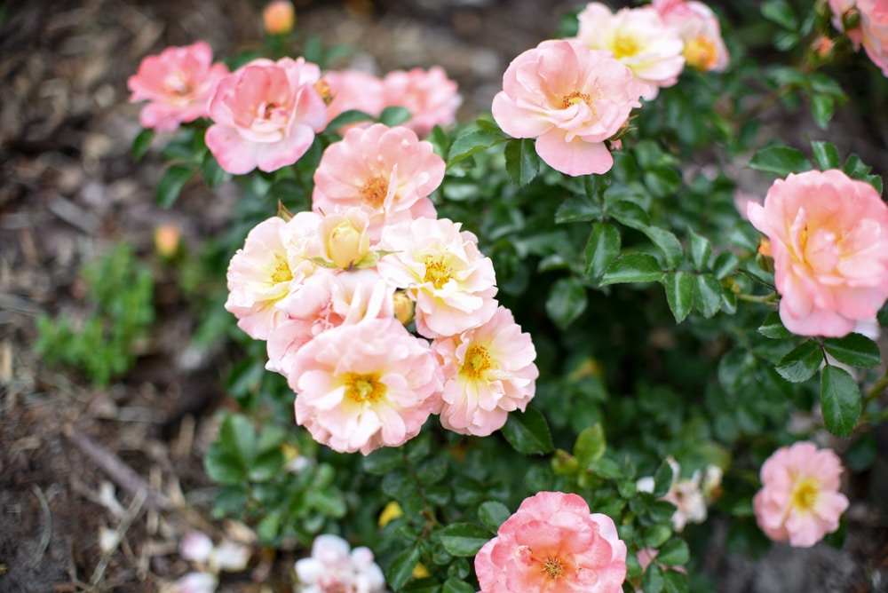 fairy rose with pink petals