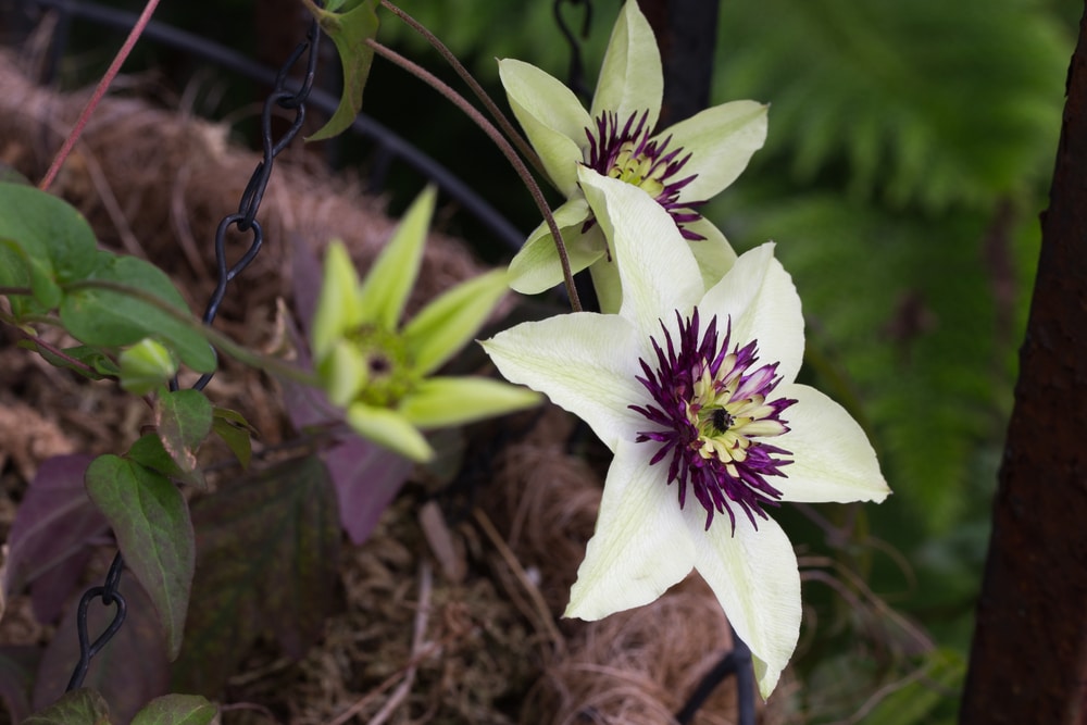 white clematis flowers