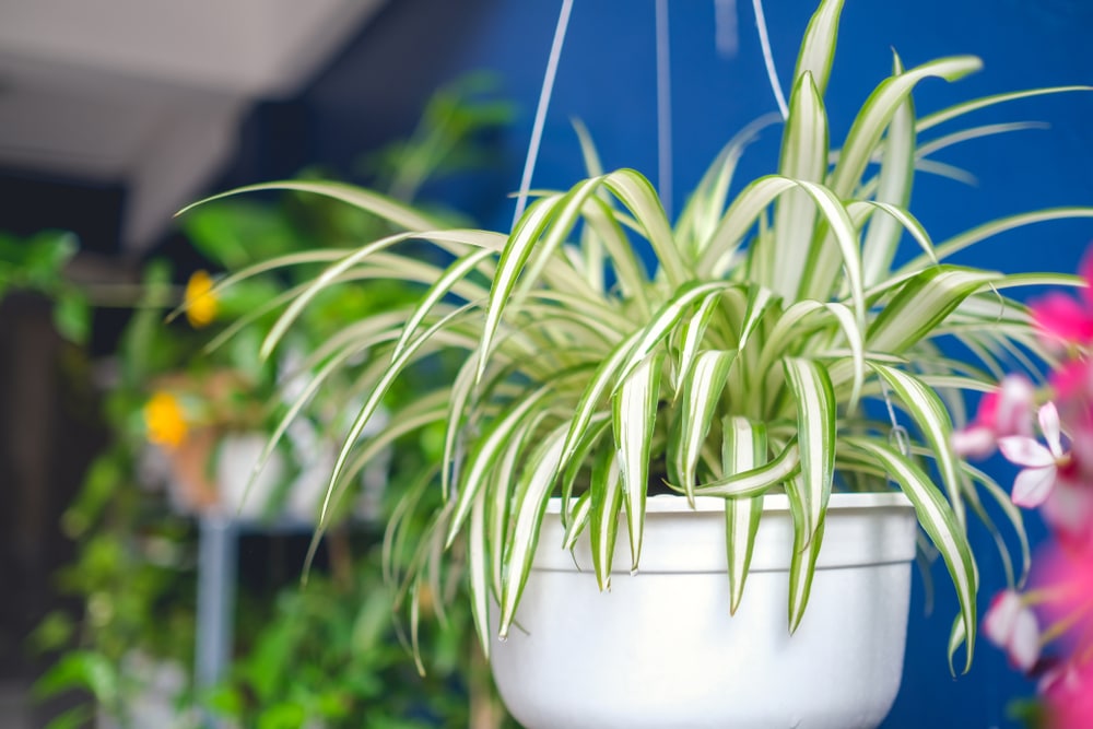 distinctive spider plant foliage hanging over its basket