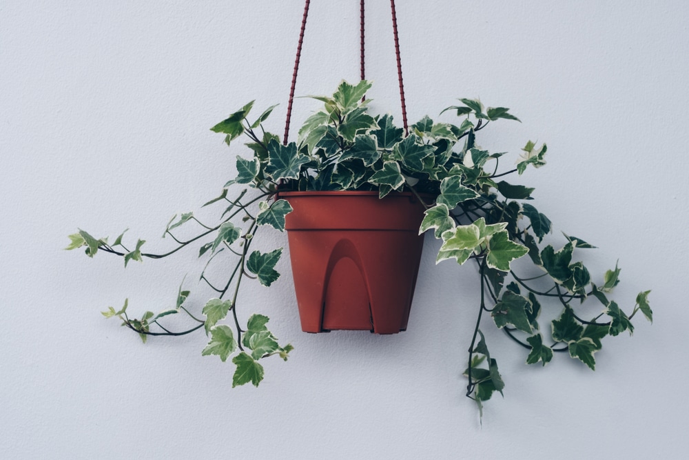 ivy plant in a hanging pot on a white background