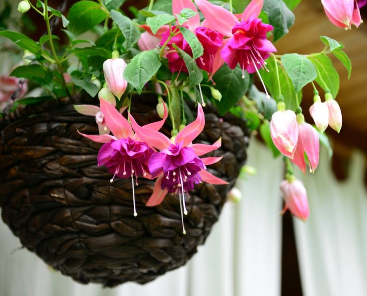 27 Best Plants To Use In Hanging Baskets Horticulture.co.uk