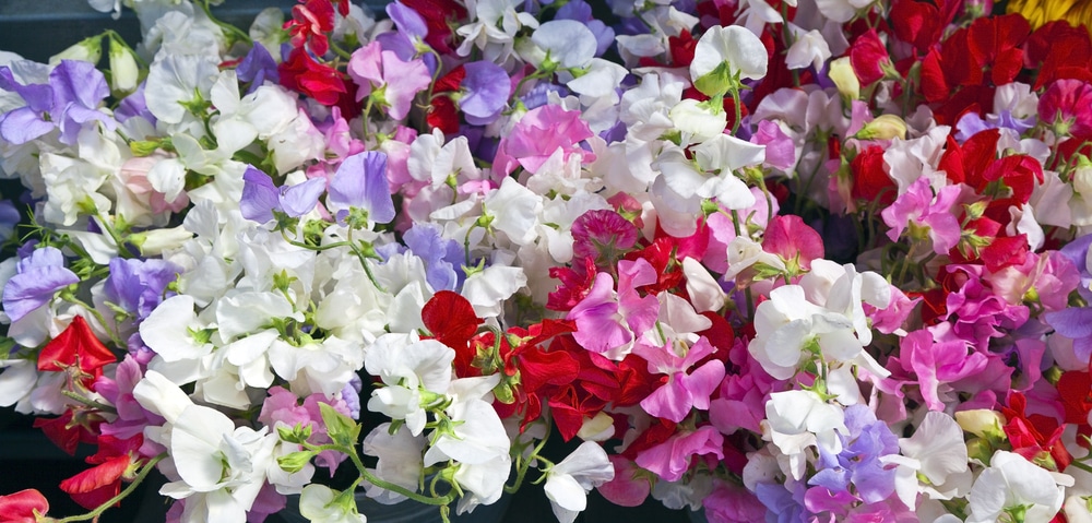 multi coloured sweet pea flowers