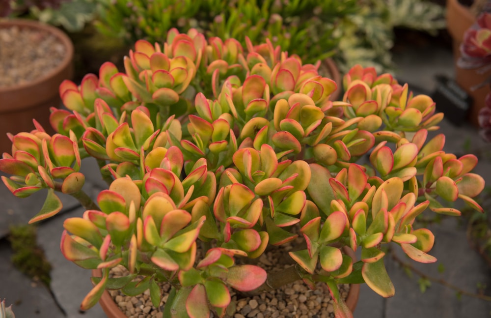 Stunning shades of green, yellow, and red on a bushy specimen of Hummel’s Sunset