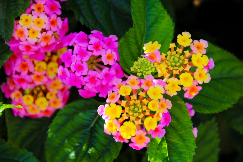 unusual lantana flowers