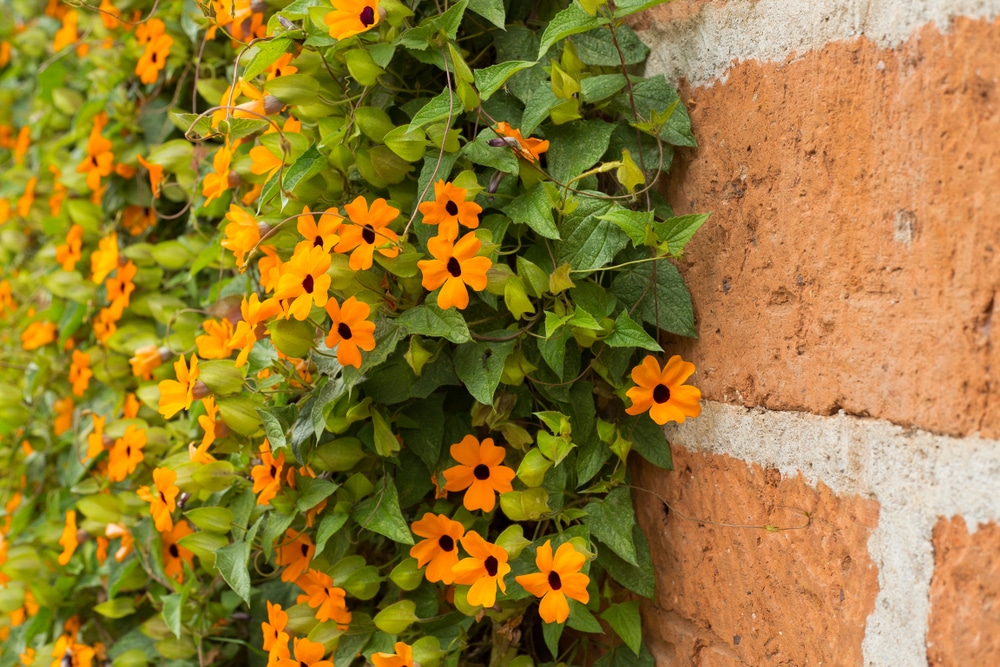 black eye susans growing up a wall