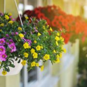 pink yellow and red plants in garden hanging baskets