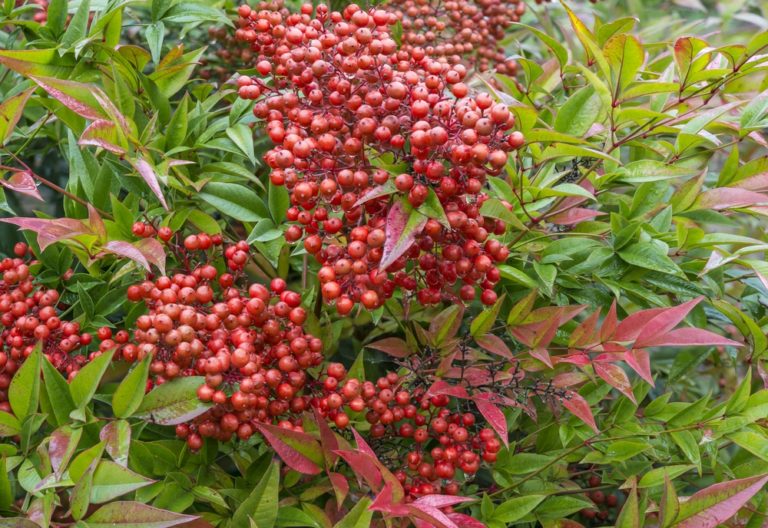 How To Grow Nandina Domestica ‘Heavenly Bamboo’