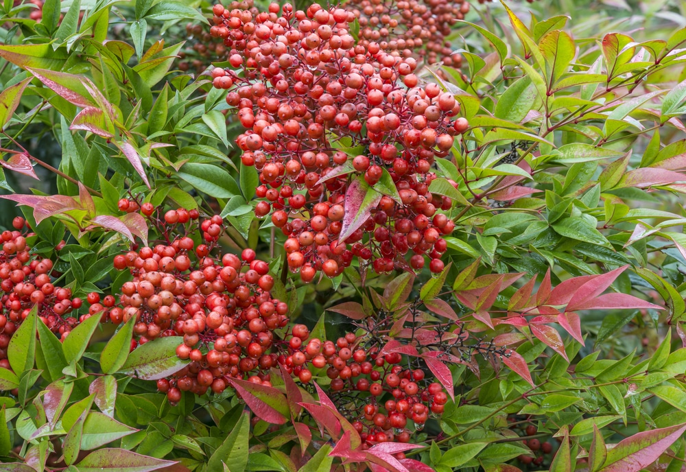 red nandina domestica berries