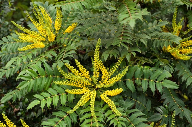 How To Grow & Care For Mahonia Horticulture.co.uk