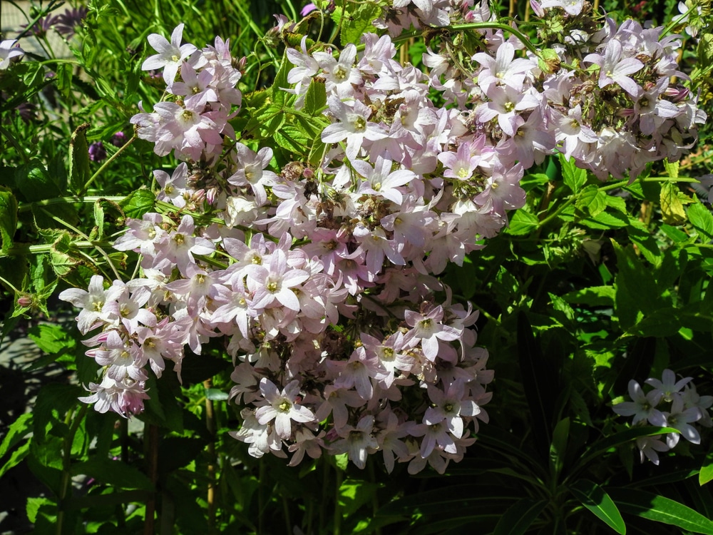 Loddon Anna variety of campanula