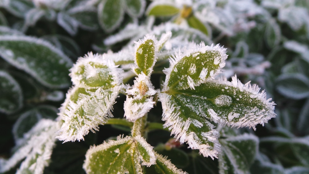 frosty leaves