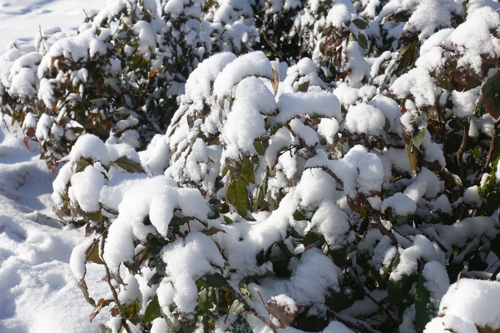 mahonia plants covered in snow