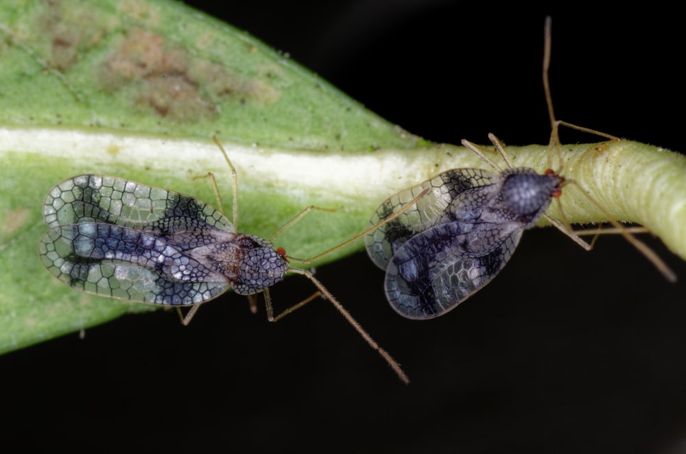 close up of two lace bugs on stem of a plant