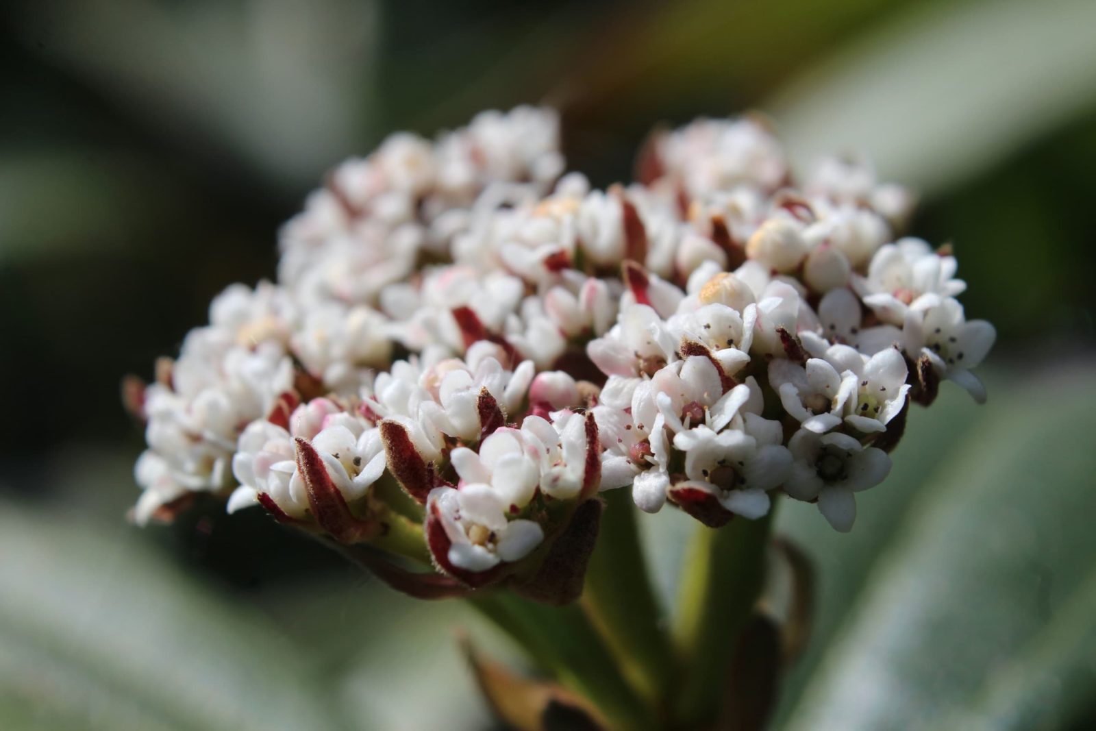 close up of the white leaves of vibernum davidii