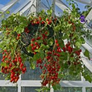 tomatoes hanging from their basket