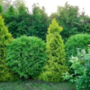 two types of thuja used as a garden hedge