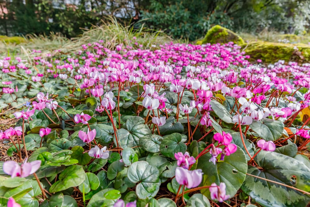 Magenta cyclamen flowers sprouting in a garden