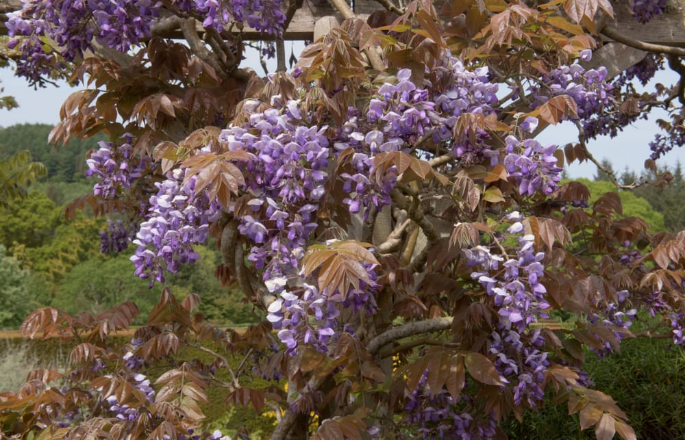 Rustic colours of Wisteria brachybotrys