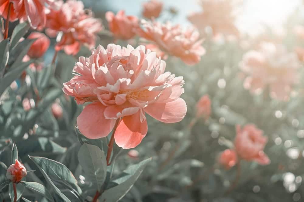 pink peony in focus on background of peony flowers