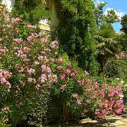 building with vines surrounded with gorgeous pink & white Oleander shrubs