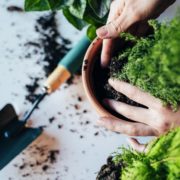 plant being placed into a pot