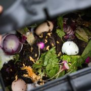 peeking into a black compost bin with eggshells and vegetable waste on the surface