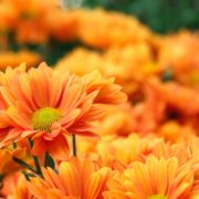 lots of orange flowers