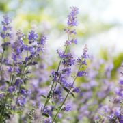 catmint (nepeta lavender) flowers in focus