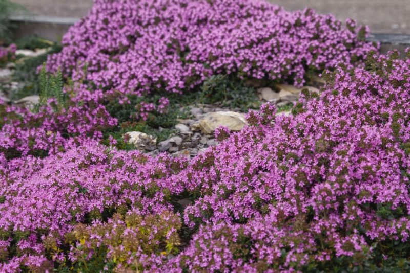23 Evergreen Groundcover Plants For Your Garden Horticulture